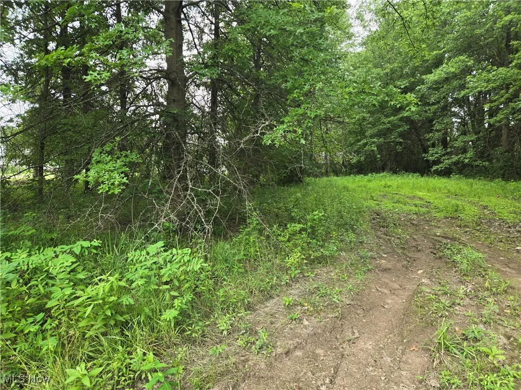 View of wooded area