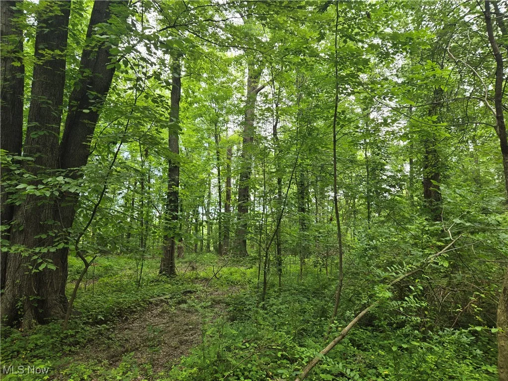 View of tree filled area