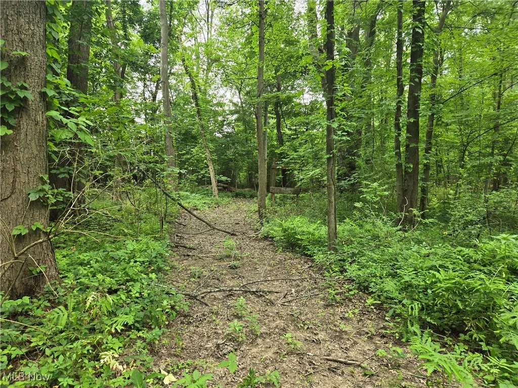 View of wooded area
