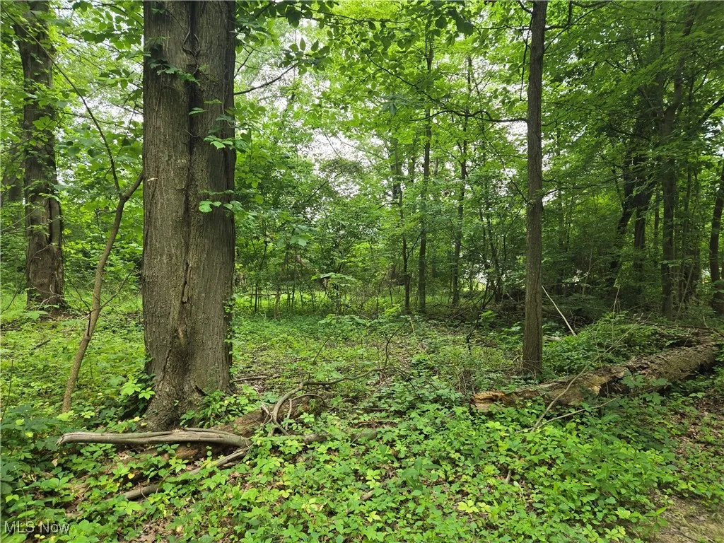 View of woods