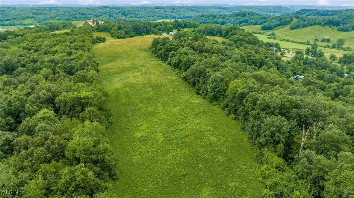 Drone / aerial view of a forest