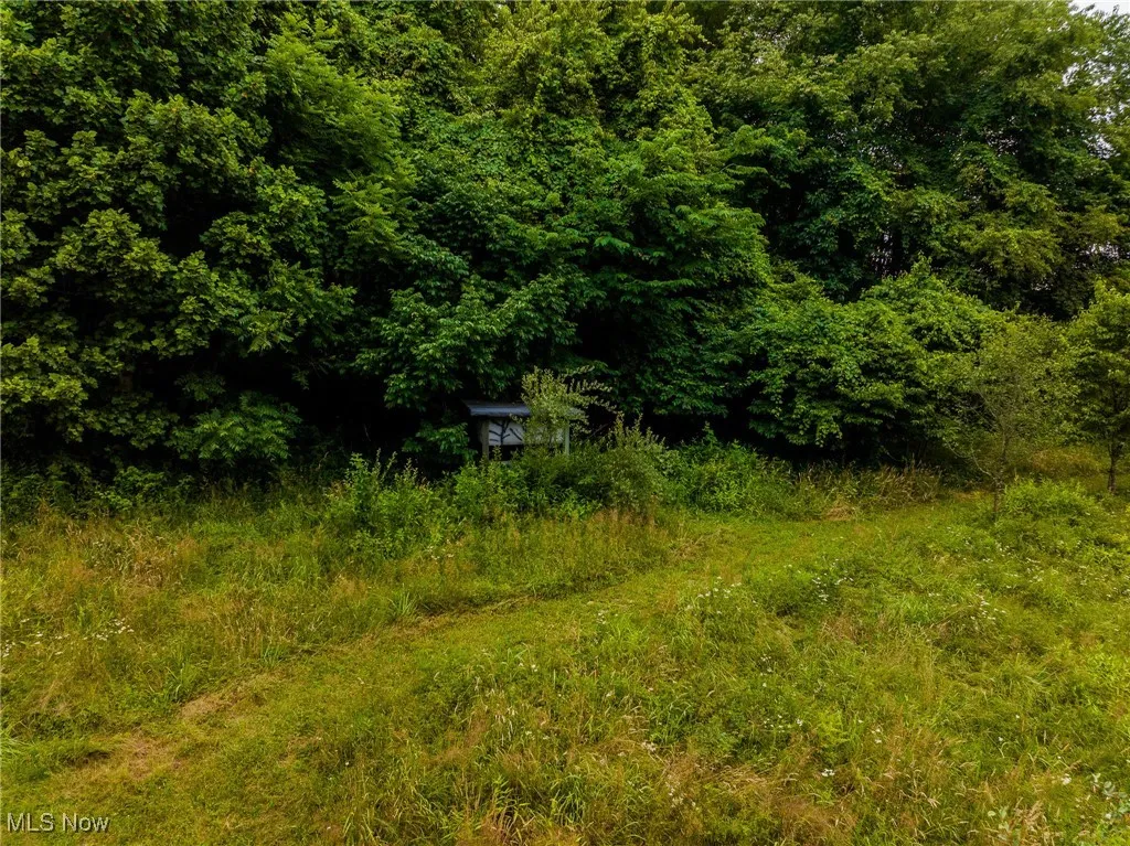 View of tree filled area