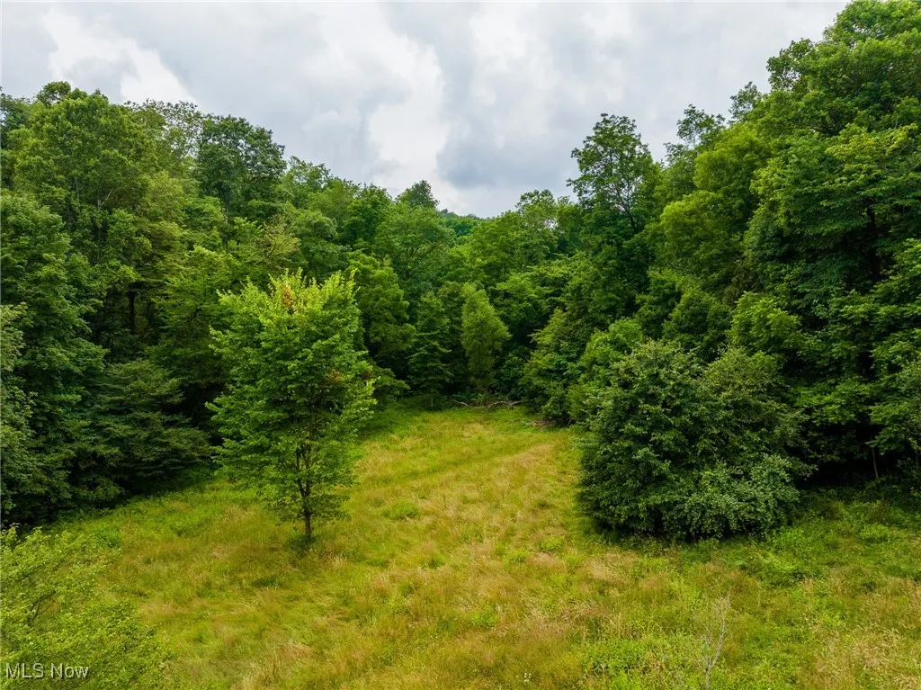 View of tree filled area