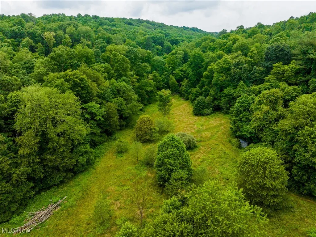 Bird's eye view of a forest