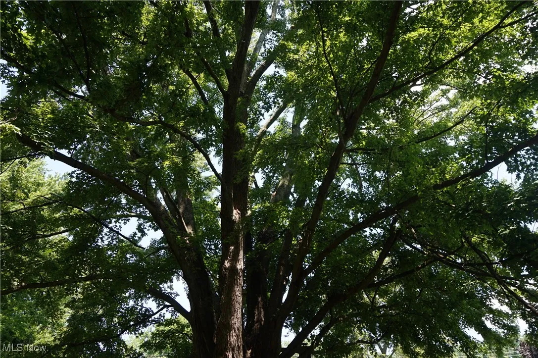 Old growth maple shade tree, gorgeous!