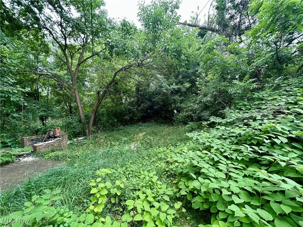 View of local wilderness