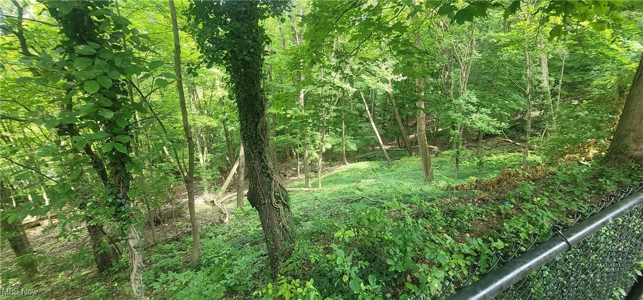 View of tree filled area