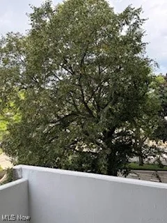 View of local tree from balcony