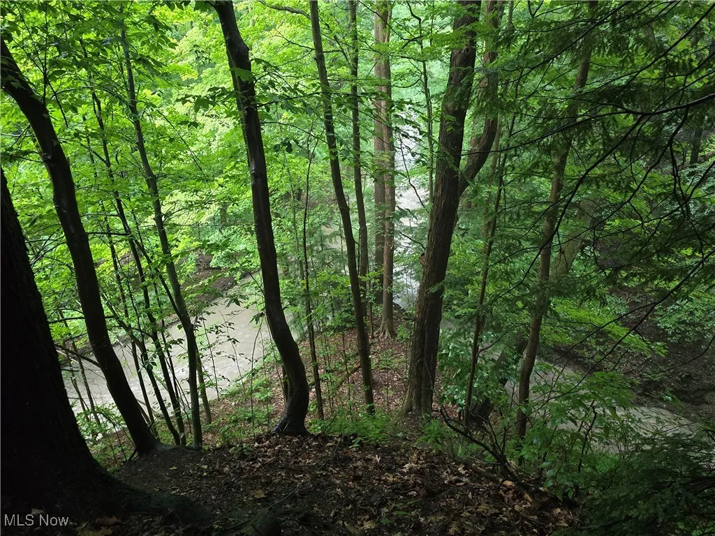 View of wooded area