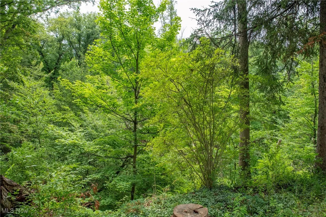 View of wooded area