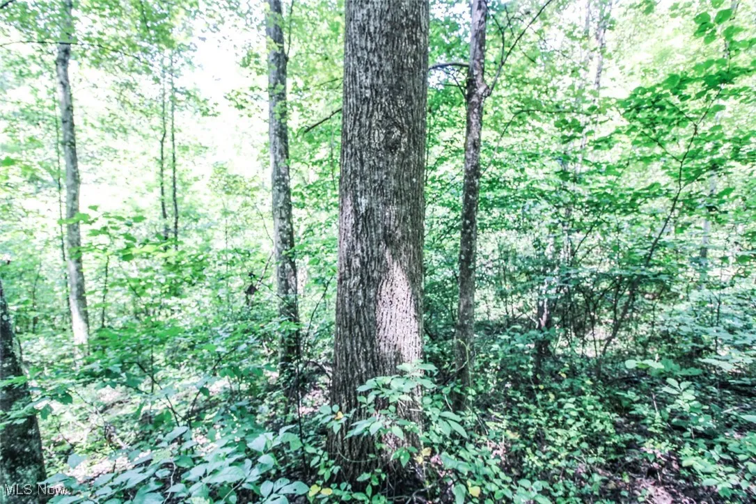 View of tree filled area