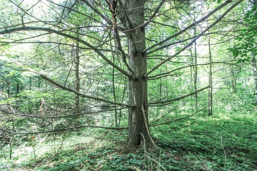 View of wooded area