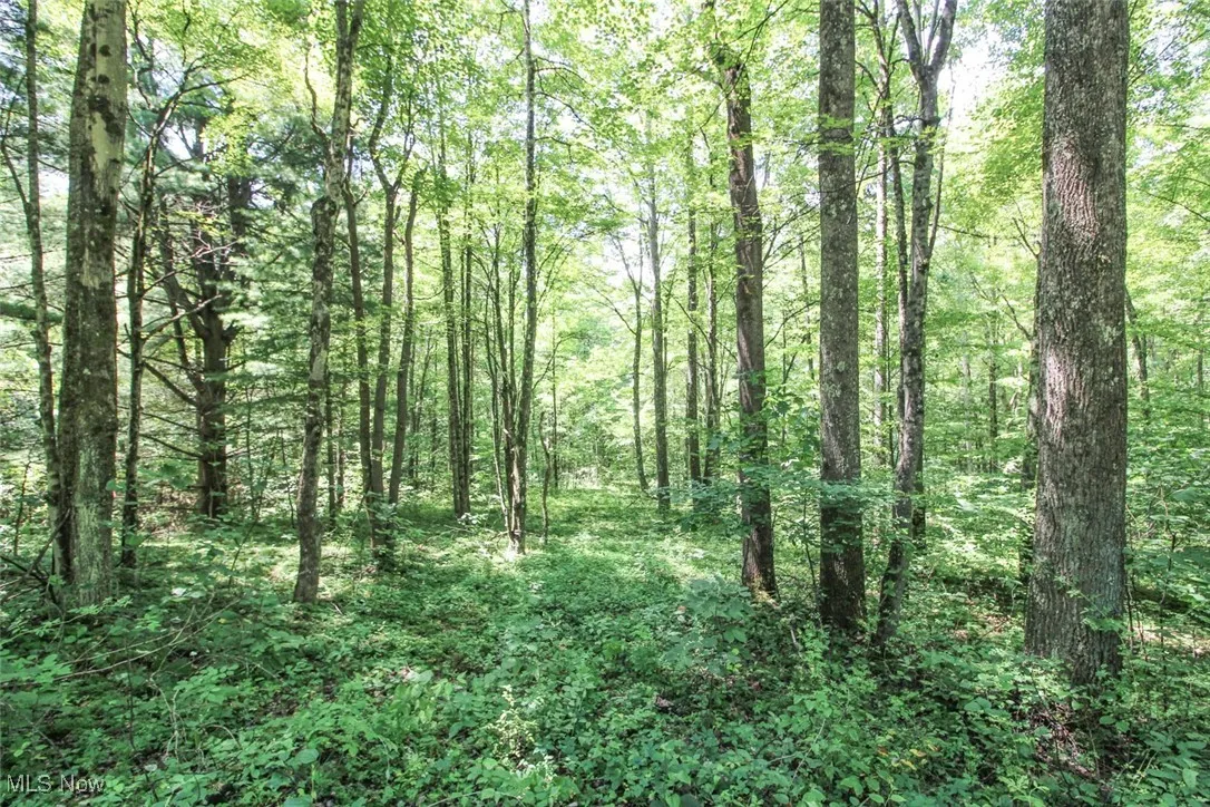 View of tree filled area