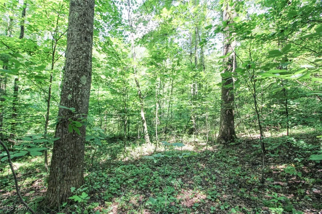View of woods