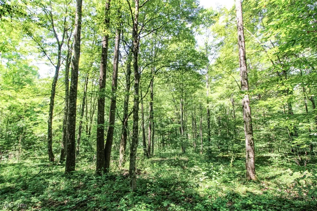 View of tree filled area