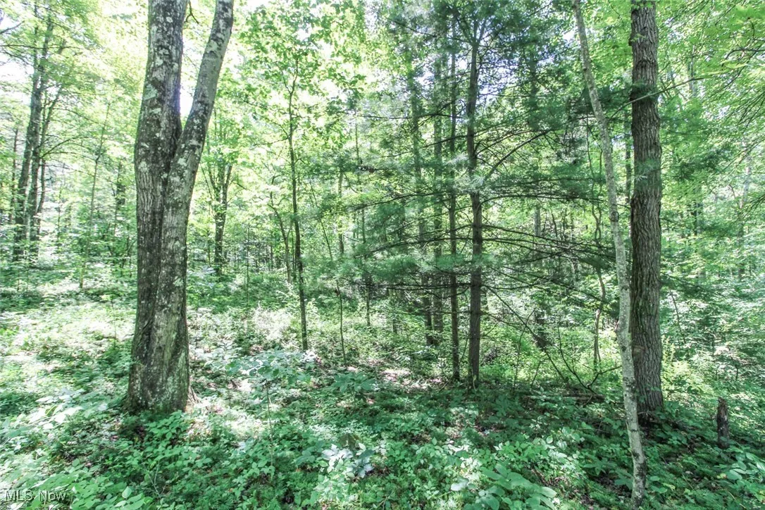 View of tree filled area