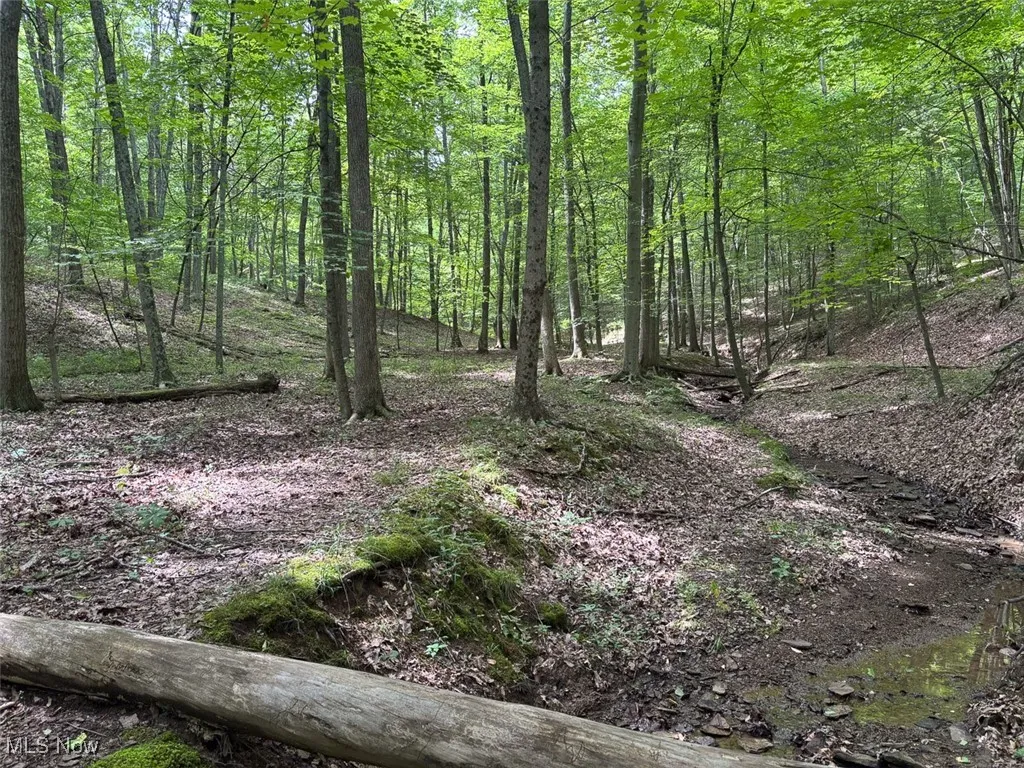 View of woods