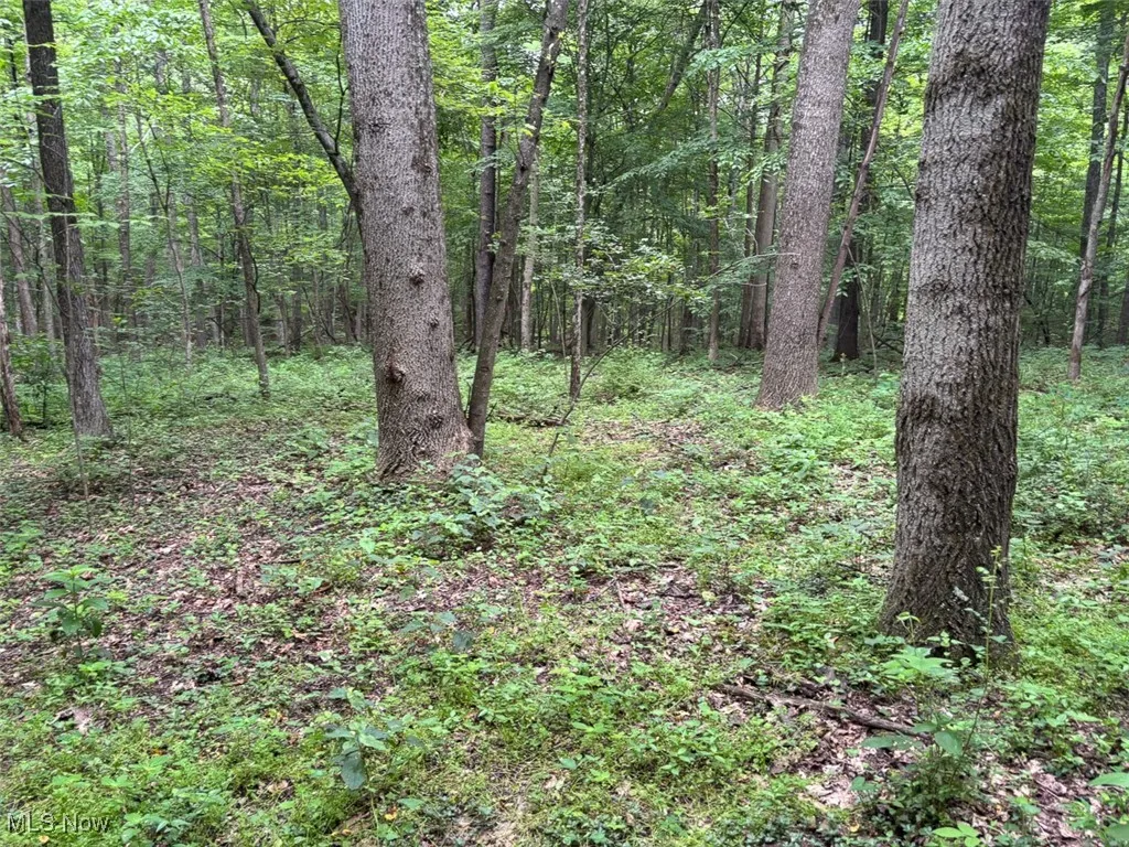 View of tree filled area