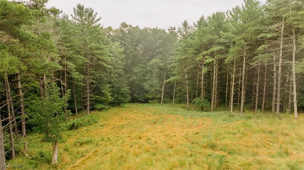 View of tree filled area