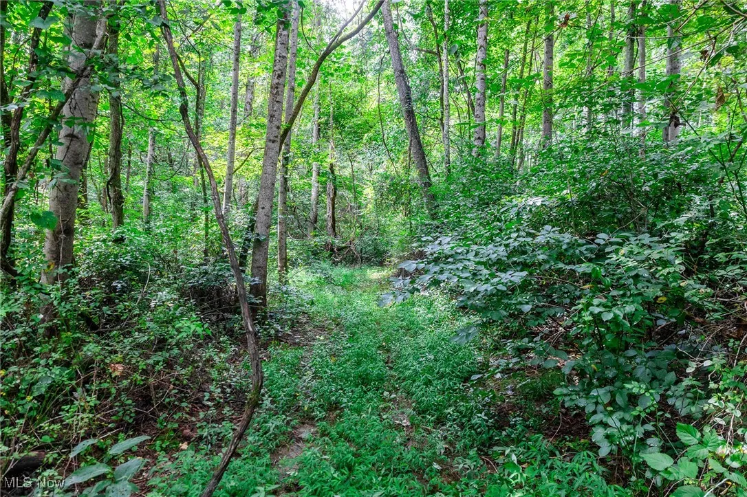 View of wooded area