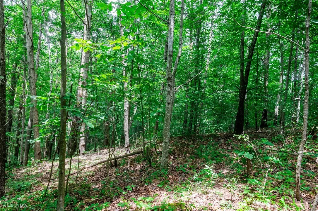View of tree filled area