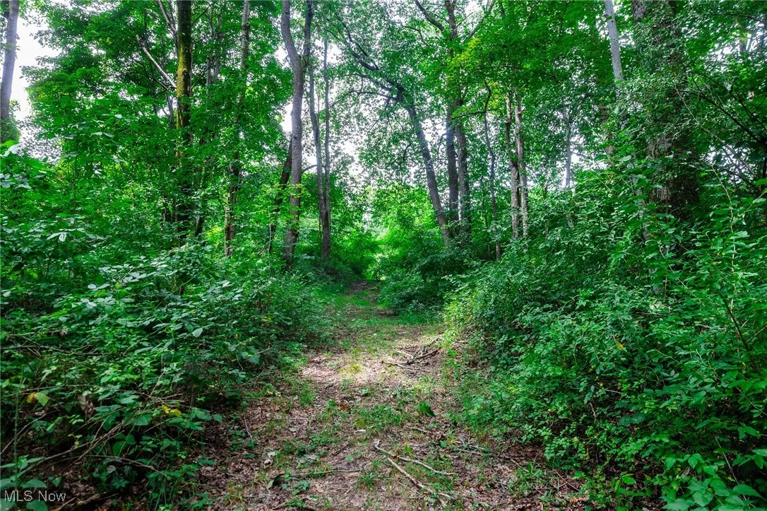 View of nature