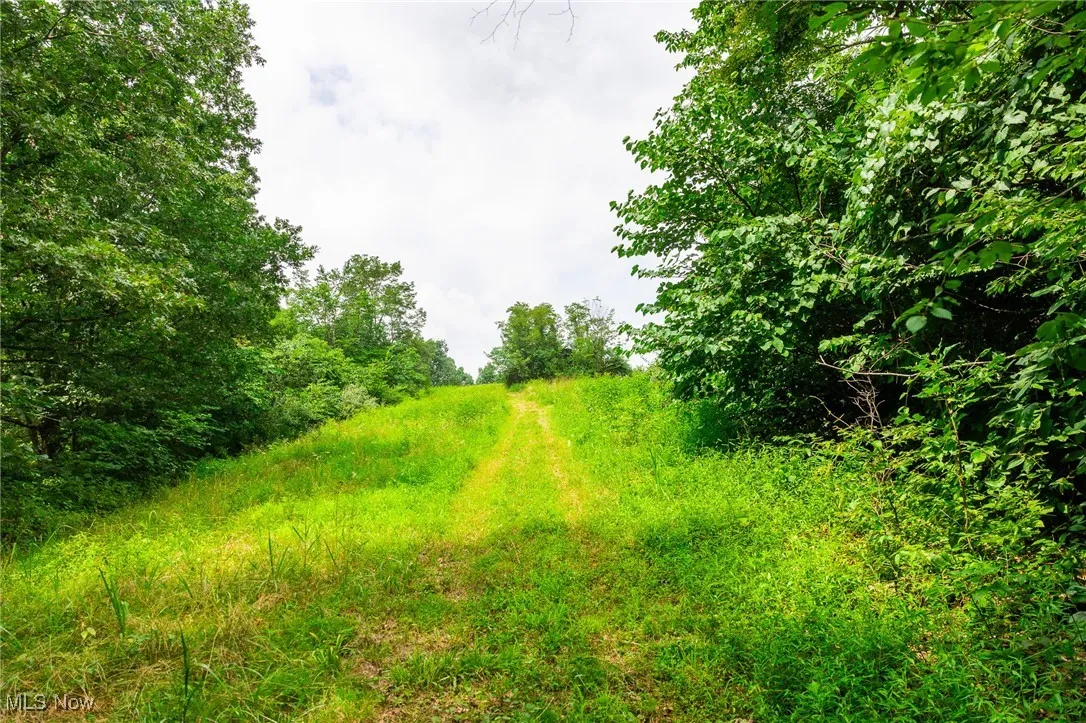 View of local wilderness