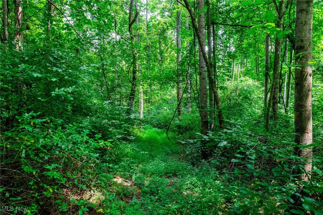 View of woods