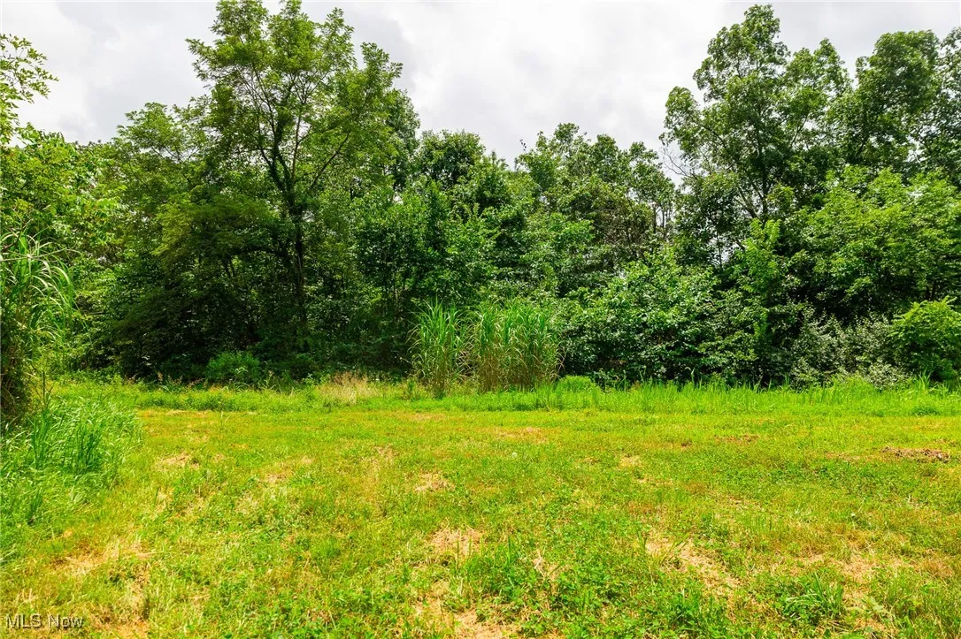 View of local wilderness