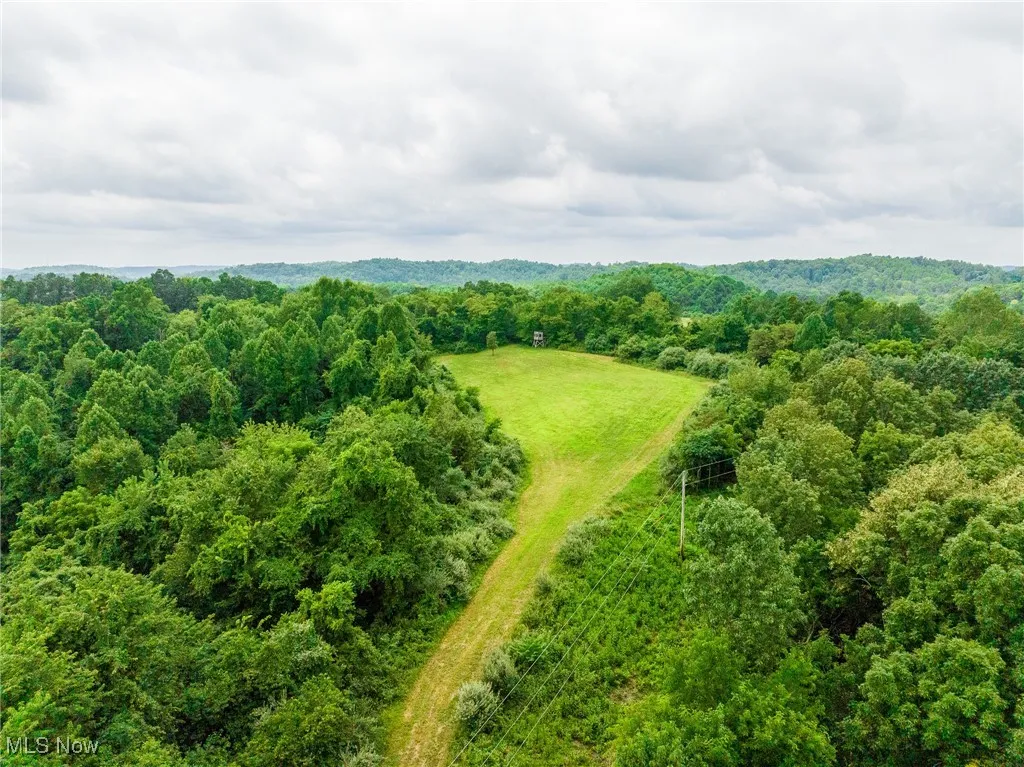 Drone / aerial view of a forest