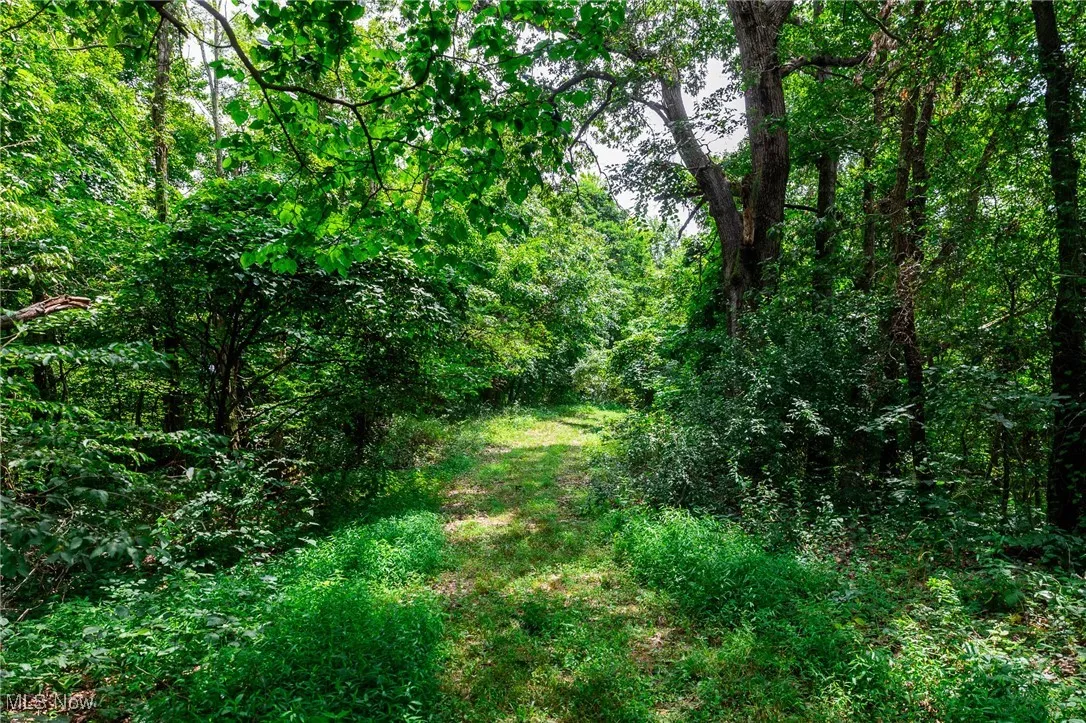 View of woods