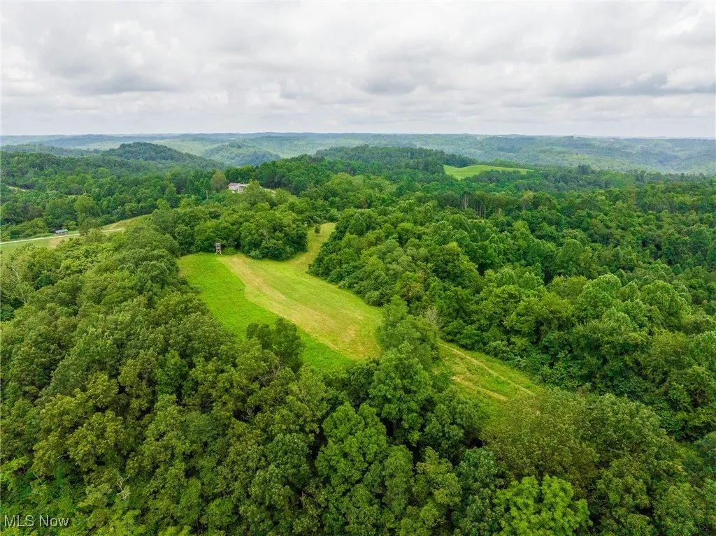 Aerial view of a forest