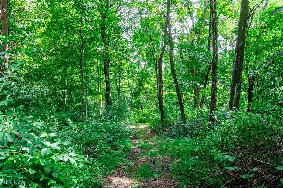 View of woods