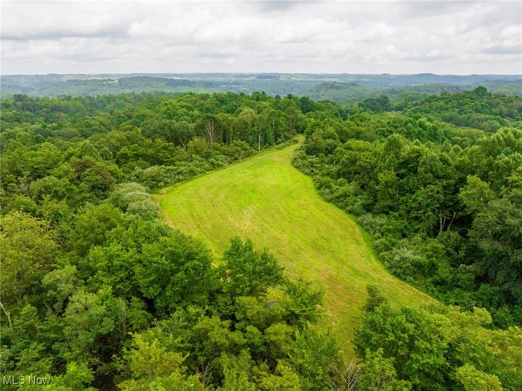Drone / aerial view of a forest