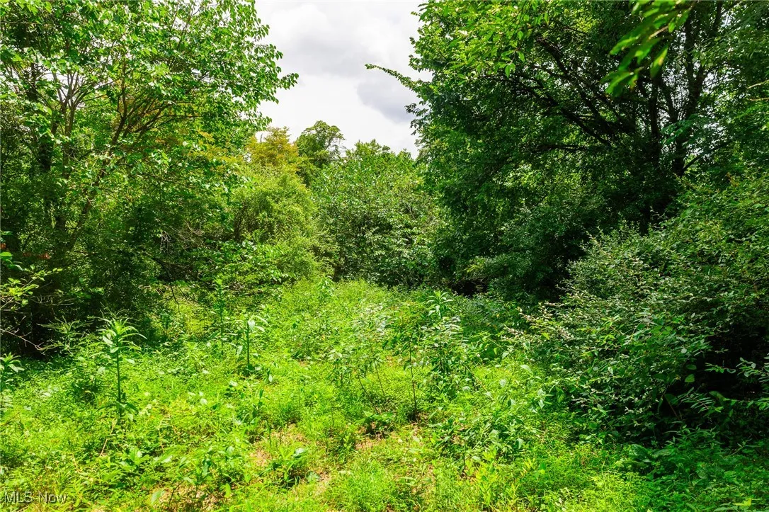 View of local wilderness