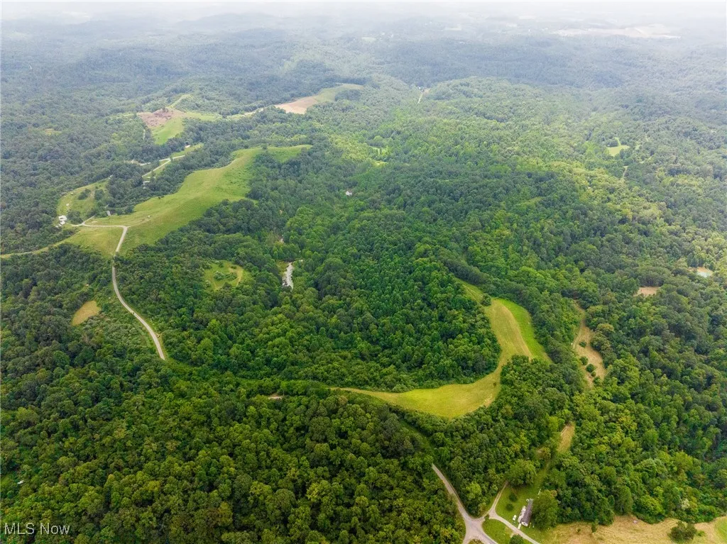 Bird's eye view of a forest