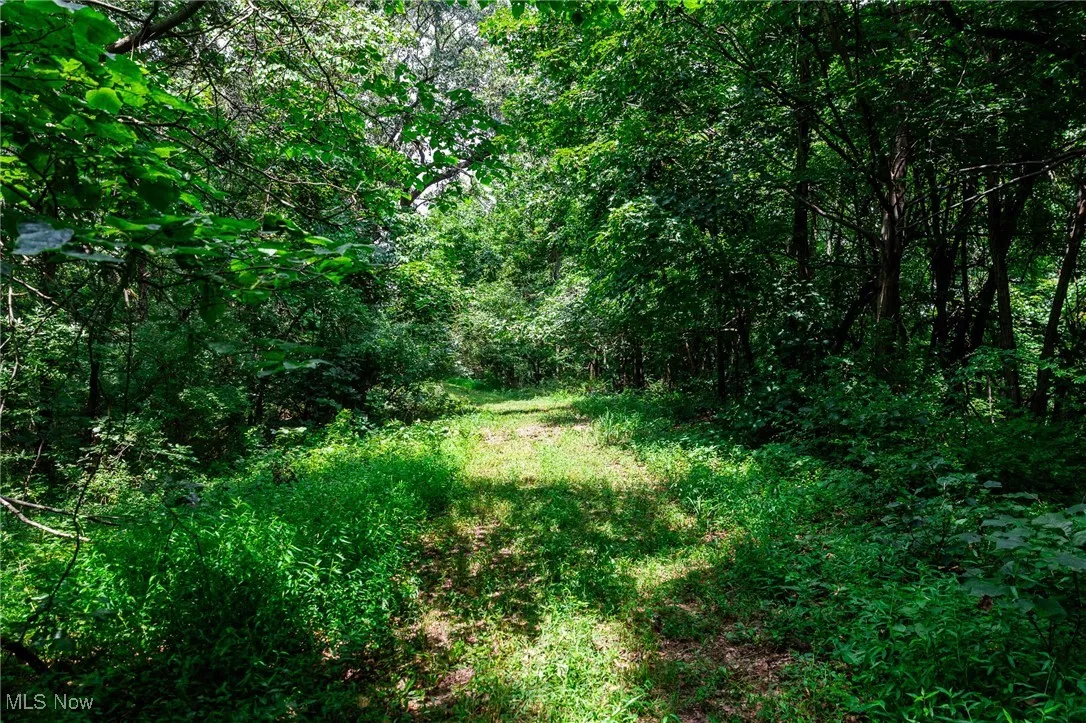 View of woods
