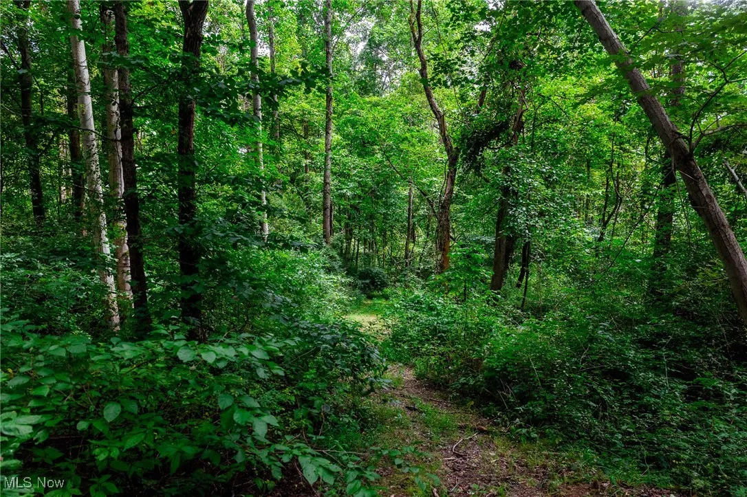 View of woods