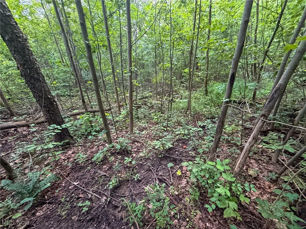 View of woods