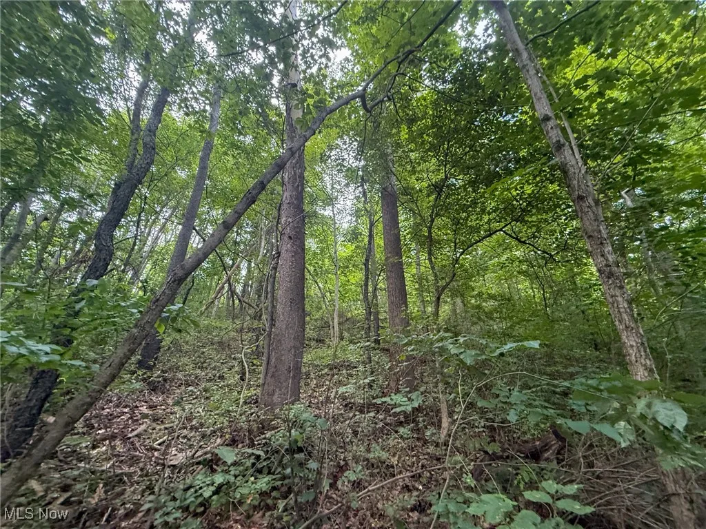 View of tree filled area