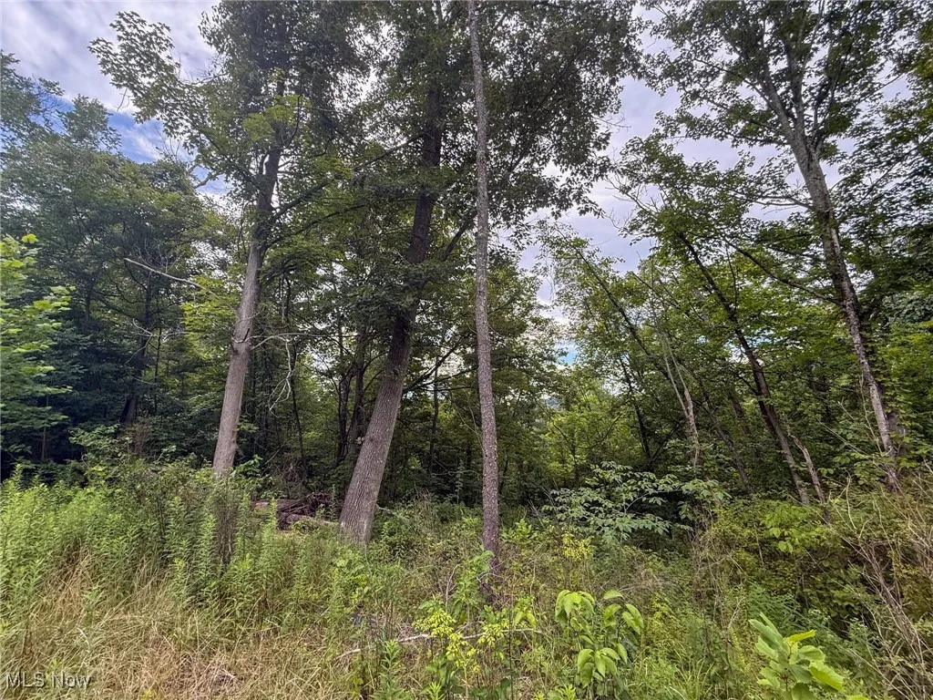 View of tree filled area