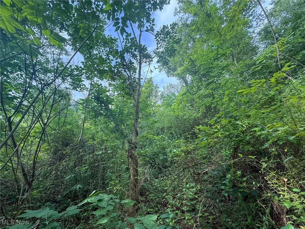 View of tree filled area