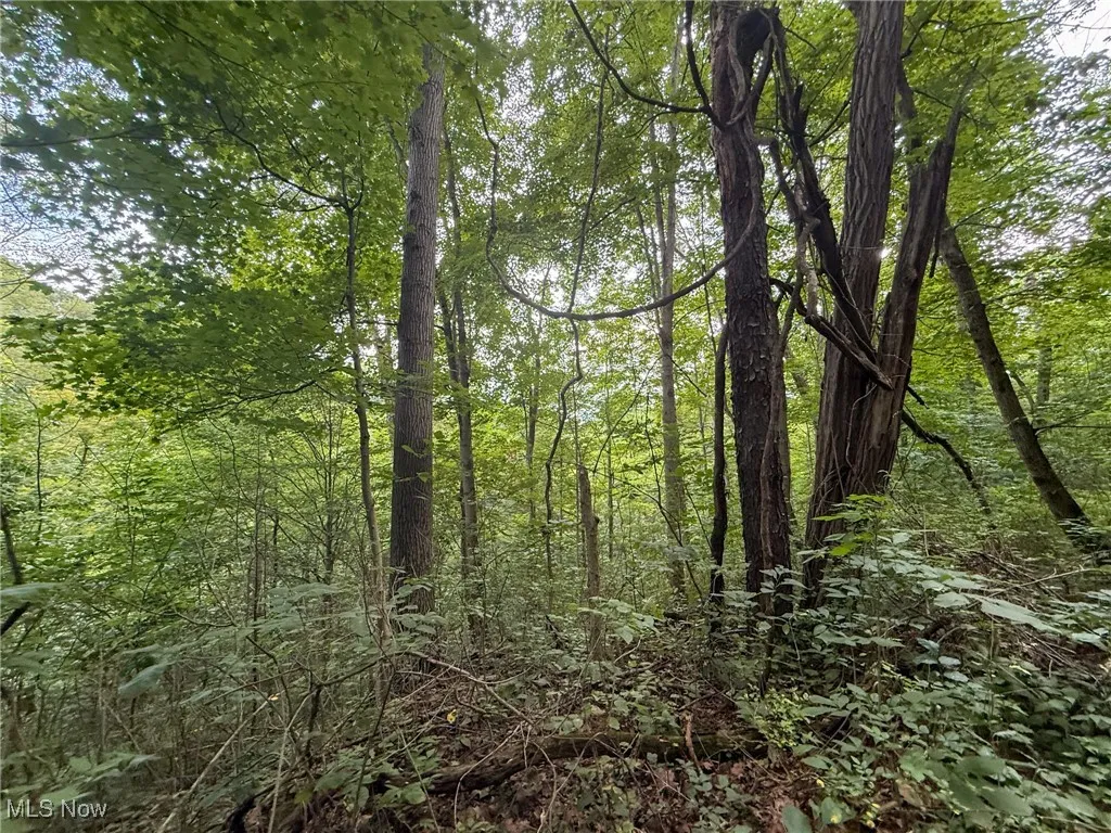 View of tree filled area