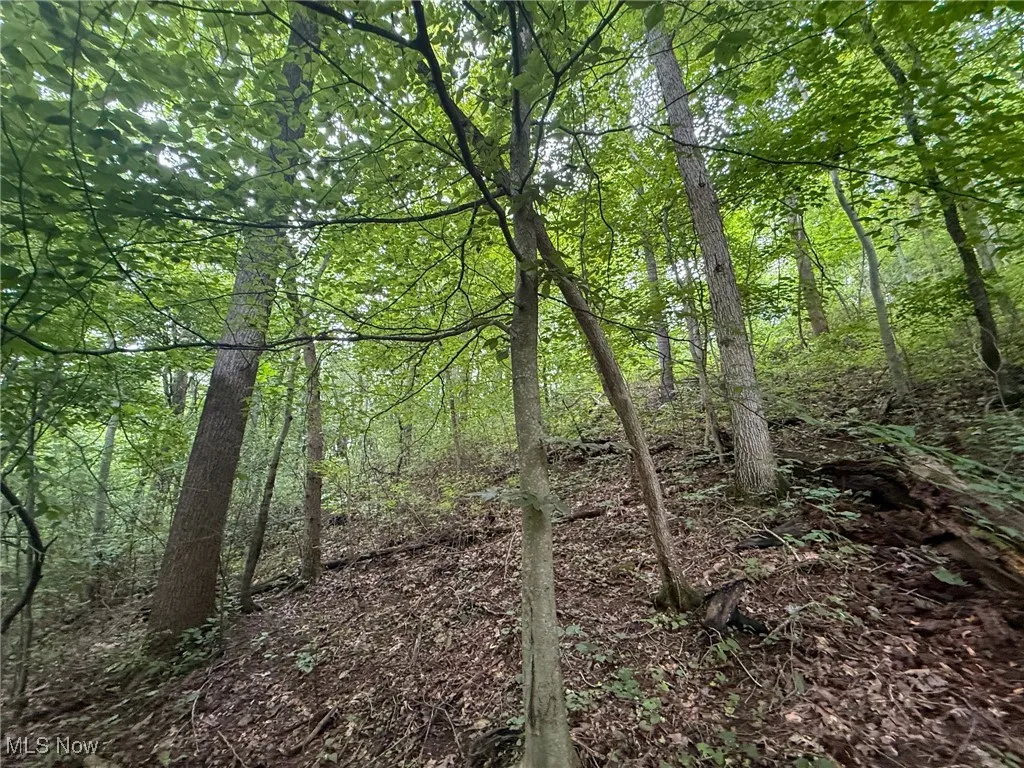 View of woods