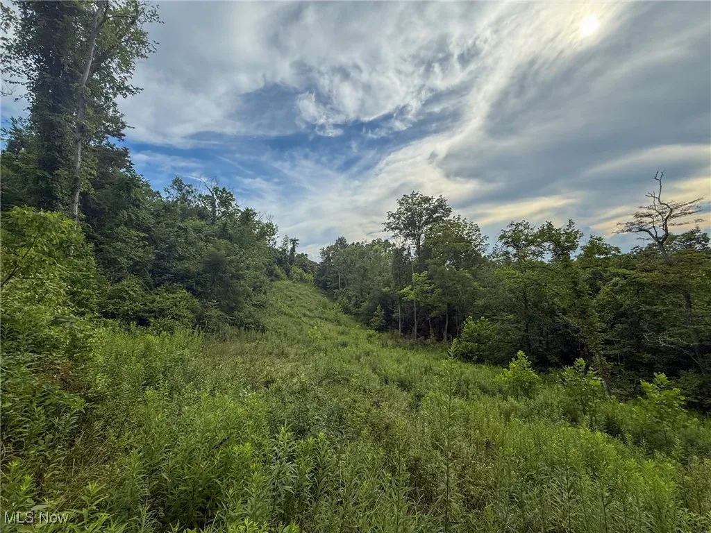 View of woods