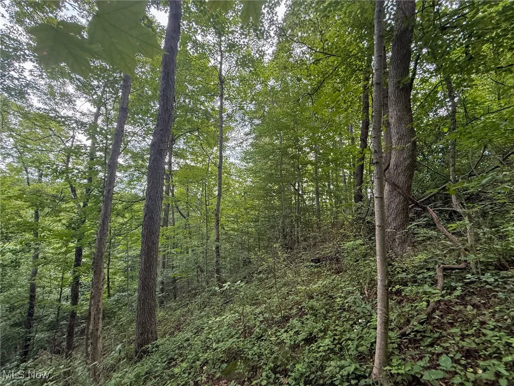 View of woods