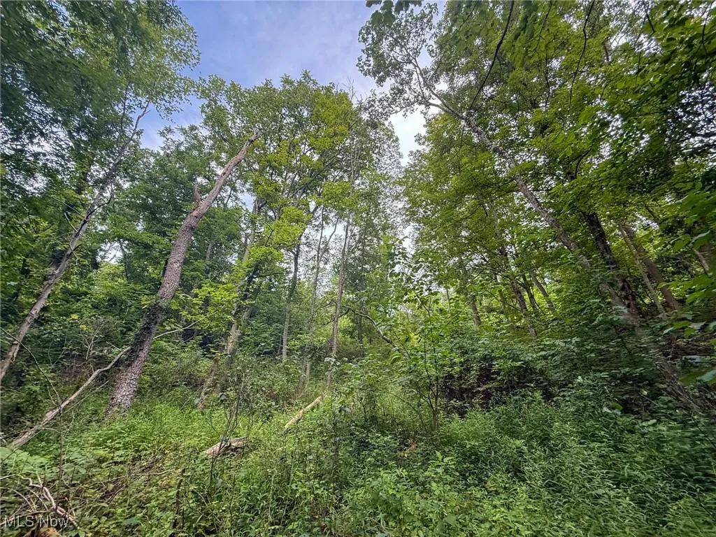 View of tree filled area