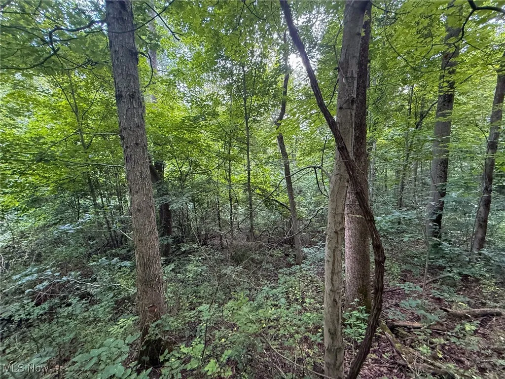View of wooded area