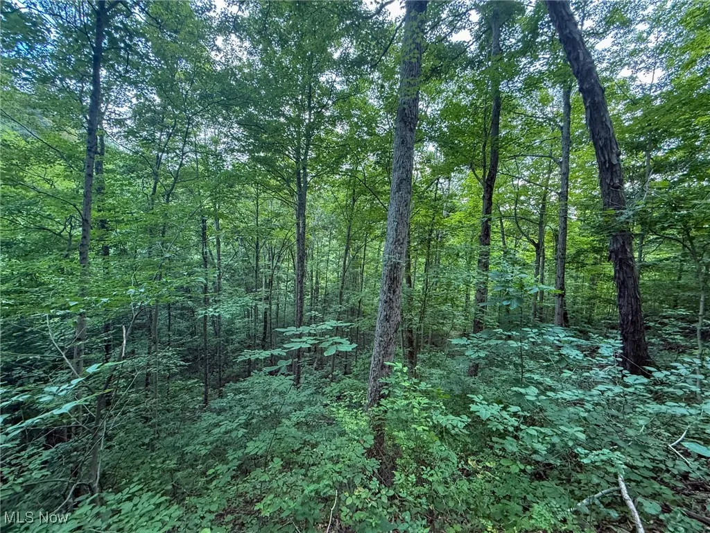View of tree filled area