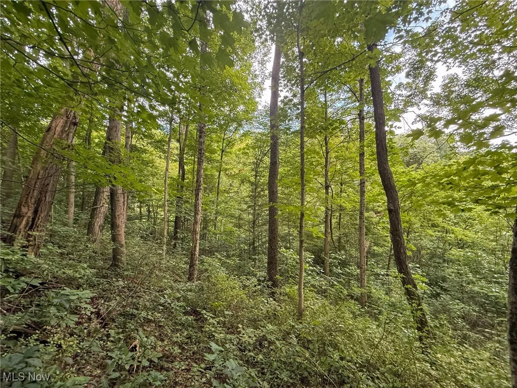 View of woods